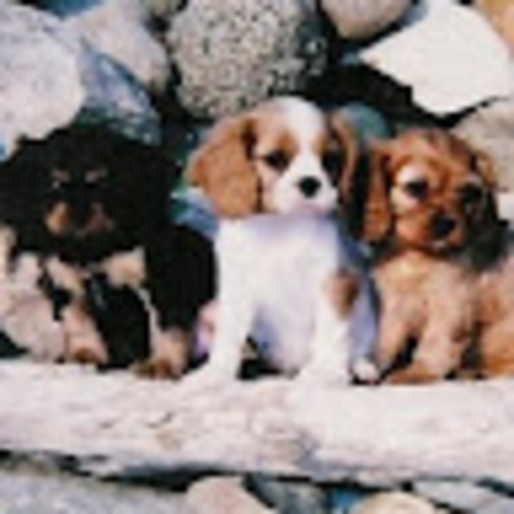 Meet your Posher, Kitty